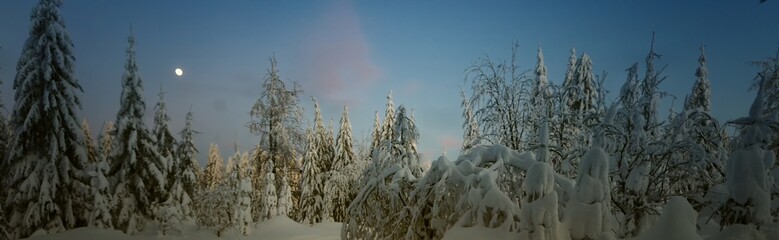 Scenic winter landscape,snowy spruce trees,fresh powder snow, mountain forest. Evening sky with moon in background. Panoramic image. Middle europe.  .