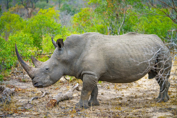 white rhino in kruger national park, mpumalanga, south africa 22