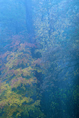 Fototapeta na wymiar Foggy forest with yellow and orange colored foliage in fall.