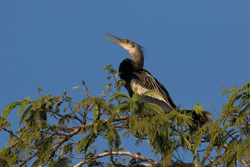 Anhinga sitting on a tree by the lake Sandoval in Peru, Tambopata.