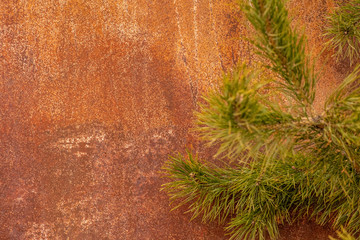 Abstract background texture spruce paw on a background of rusty iron