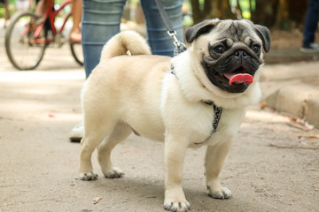 Obraz premium Pug in the park