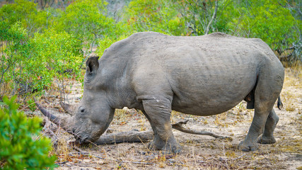 white rhino in kruger national park, mpumalanga, south africa 34