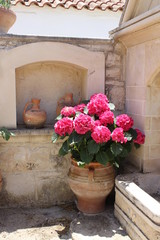 Fototapeta na wymiar Red flowers in an amphora