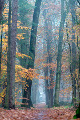 Misty autumn forest with yellow and orange colored foliage.