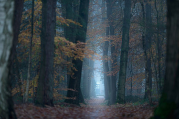 Misty forest path in autumn.