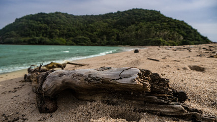 Fototapeta na wymiar drift wood on a beach 