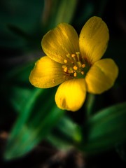 Fototapeta premium yellow flower