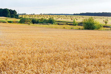 Rural landscape in the harvest season