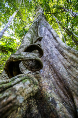 One of the jungle trees at Sandoval Lake. Puerto Maldonado, Peru.