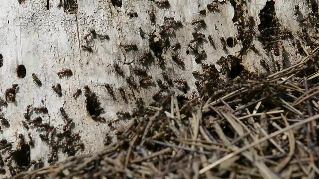 Ants at a tree in a forest, Carpenter ants, Camponotus spp.
