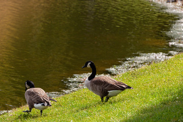 Canadian Geese standing in front of the lake