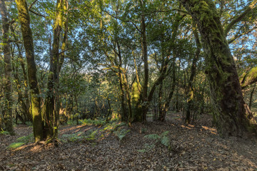 Relict forest on the slopes of the mountain range of the Garajonay National Park. Giant Laurels and Tree Heather along narrow winding paths. Paradise for hiking. Travel postcard. La Gomera, Spain.