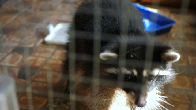 Raccoon in contact zoo, furry procyon
