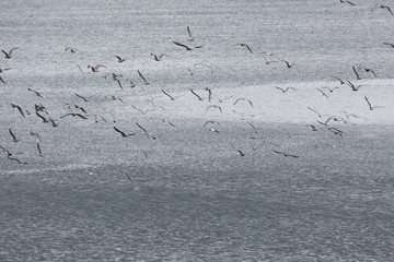 A large flock of seagulls over the sea