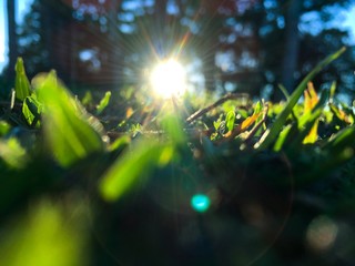 sunset between trees