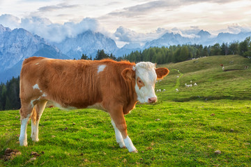 Fototapeta na wymiar Calf in a meadow in the Alps in sunny day , Italy