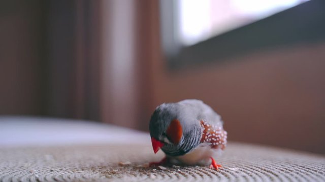 The zebra finch (Taeniopygia guttata) is the most common estrildid finch of Central Australia and ranges over most of the continent. Eating at home. Domesticated bird. 