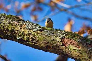 Ein Kleiber läuft in Herbst auf einem Ast bei Sonnenschein und blauem Himmel, Sitta europaea