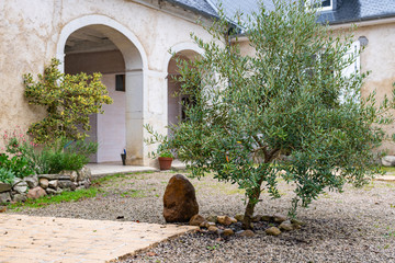 Olive tree in the yard of the garden house. France Lonely olive tree in the garden of the house.