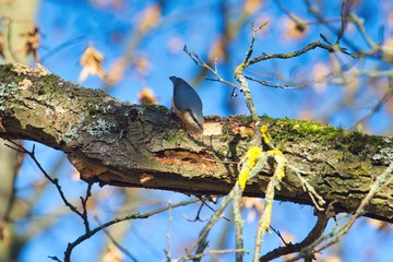 Ein Kleiber läuft in Herbst auf einem Ast bei Sonnenschein und blauem Himmel, Sitta europaea