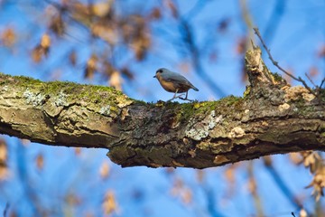 Ein Kleiber läuft in Herbst auf einem Ast bei Sonnenschein und blauem Himmel, Sitta europaea