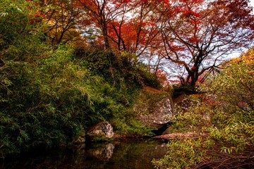 一目八景の紅葉