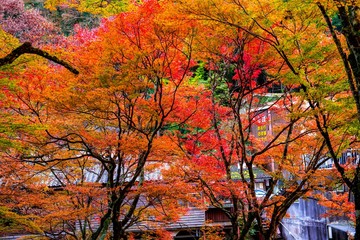 一目八景の紅葉