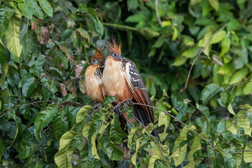 Hoacyns sitting on a branch at Lake Sandoval in Peru.