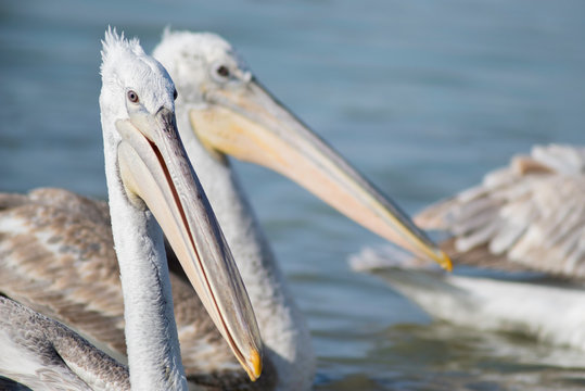 two pelicans swimming at a lake at manyas lake, bandirma, balikesir / Turkey