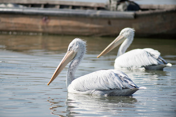 two pelicans swimming at a lake in front of a boat at manyas lake, bandirma, balikesir / Turkey