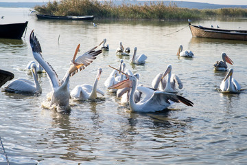 group of pelicans trying to catch a fish thrown by the fishermen at manyas lake, bandirma, balikesir / Turkey