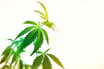 Cannabis plant on light background, sunny, toned.
