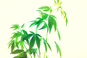 Cannabis plant on light background,  soft focus , toned.