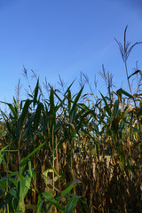 Obraz premium Maisfeld mit Maiskolben kurz vor der und während der Ernte