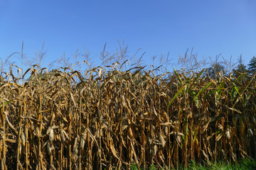 Maisfeld mit Maiskolben kurz vor der und während der Ernte