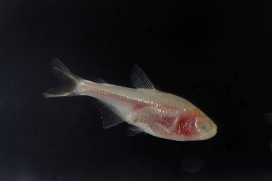 Blind cave fish, Astyanax mexicanus, with a black background.