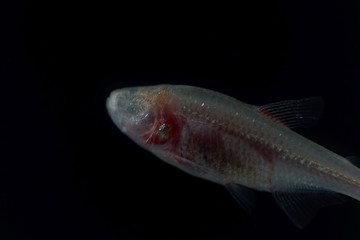 Blind cave fish, Astyanax mexicanus, with a black background.
