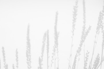 Overlay effect for photo. Gray shadows of the delicate grass and flowers on a white wall. Abstract neutral nature concept background. Space for text. Blurred, defocused.