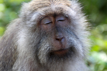 face of a monkey