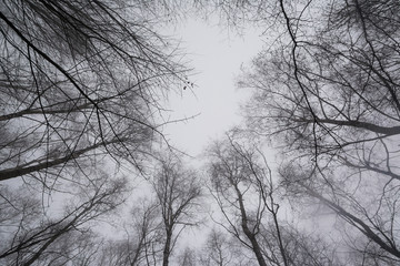 Fototapeta na wymiar View up to the tops of trees during foggy weather