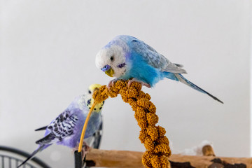 blue budgie eats millet plunger