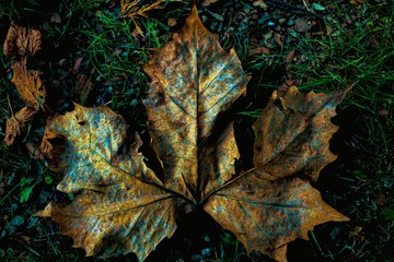 autumn leaves in water