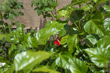 red berries on a bush