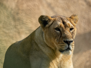 Fototapeta na wymiar Femail lion resting at zoo
