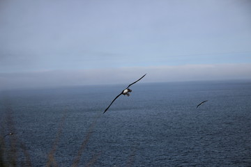 Fliegender Albatross auf Falklandinseln West Point