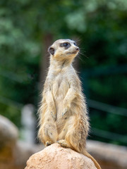 Meerkat standing