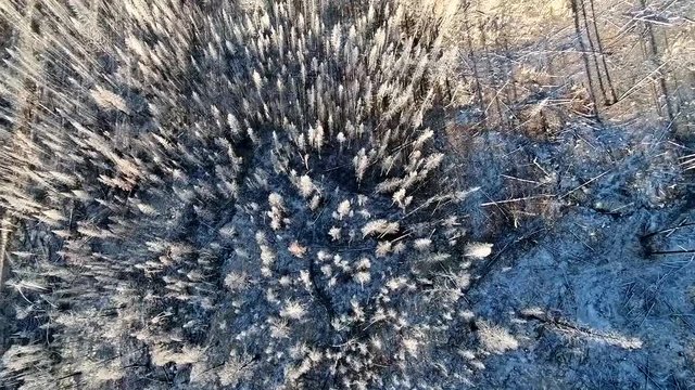 Sunset Aerial Drone Flight Over Forest Fire Aftermath Straight Down Slow Pan to Right