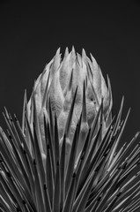 Joshua Tree Bloom 69 BW