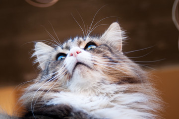 close up of a beautiful norwegian forest cat from below. cat face from below. whiskers and eyebrow against the light.